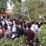 Insiden Pohon Tumbang Menjelang Salat Idul Fitri di Pemalang