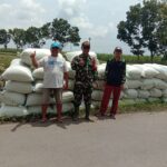 Dalam Serapan Gabah Kering Milik Petani Babinsa Bantu Bulog di Wilayah Binaan