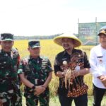 Dandim, Danrem dan Bupati Pemalang Hadir Dalam Acara Panen Raya Padi Sinar Mentari