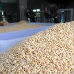 Menghadapi Kenaikan Harga Kedelai, Perajin Tahu Semarang Pilih Menyiasati dengan Ukuran Lebih Kecil