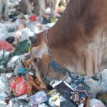 Kesehatan Terancam: Sapi di TPA Putri Cempo Solo Konsumsi Sampah, Pemkot Diminta Bertindak Tegas