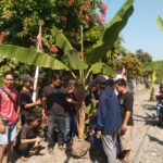 10 Tahun Rusak! Warga Moga Tanam Pohon Pisang sebagai Protes di Momen Merdeka