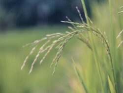 27.000 Hektare Sawah di Sumatra Terendam Banjir, Kementan Ungkap Dampaknya pada Produksi Pangan