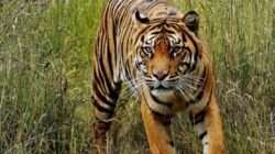 Warga Desa Sungai Kayu Aro Resah,Harimau Masuk Kepermukiman Warga