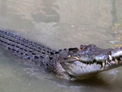 Buaya Muara 2,5 Meter Dievakuasi dari Rumah Kosong di Sukawangi Bekasi, Warga Sempat Resah