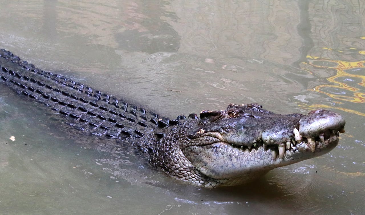 pexels media 32686747