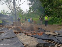 Polres Pemalang dan Jajaran Polsek Comal Bongkar Lokasi Sabung Ayam di Sikandang