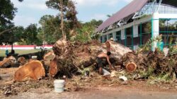 Pohon Besar di Jalan Kuripan Amuntai Ditebang, DLH HSU Mengaku Tak Tahu, DPRD Segera Turun Lapangan