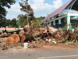 Pohon Besar di Jalan Kuripan Amuntai Ditebang, DLH HSU Mengaku Tak Tahu, DPRD Segera Turun Lapangan