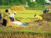 BPSBTPH Tegaskan Ranah Pengawasan Benih: Quality Control dan Quality Assurance, Bukan Penetapan CPCL Penangkar