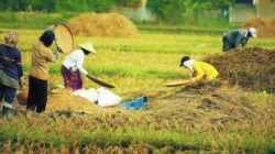 Lahan Terbatas DIY Tak Masuk Prioritas Daerah Swasembada Pangan 1