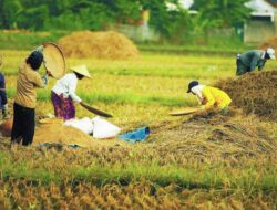 BPSBTPH Tegaskan Ranah Pengawasan Benih: Quality Control dan Quality Assurance, Bukan Penetapan CPCL Penangkar