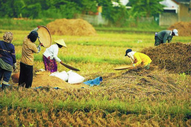 Lahan Terbatas DIY Tak Masuk Prioritas Daerah Swasembada Pangan 1
