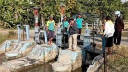 Antisipasi Kemarau, Distribusi Air Irigasi di Petarukan dan Comal Timur Dijaga Ketat