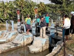 Antisipasi Kemarau, Distribusi Air Irigasi di Petarukan dan Comal Timur Dijaga Ketat